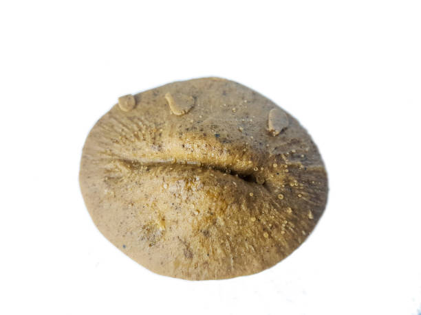 istock Cyclolites, coral fossil 1018691744