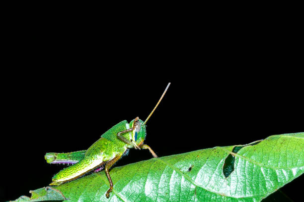 grasshopper - grasshopper locust isolated multi colored - fotografias e filmes do acervo