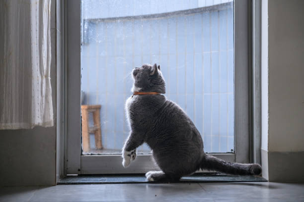 istock Cute British short hair cat, shot indoors 1018692492
