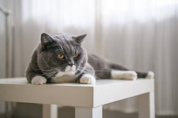 istock Cute British short hair cat, shot indoors 1018692500