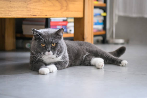 istock Cute British short hair cat, shot indoors 1018692502
