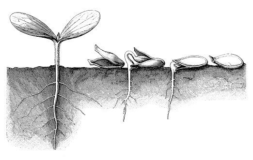 Illustration of a Custard Gourd, Cucurbita Pepo seed development