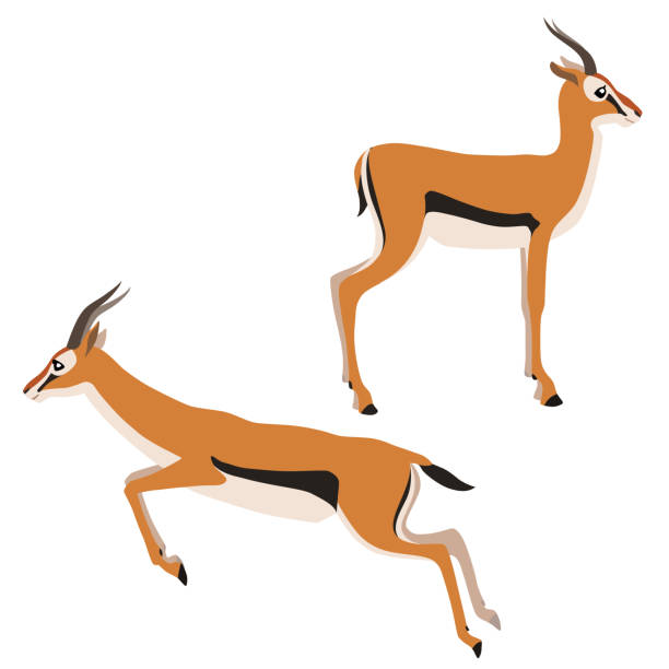 Two Thomson's gazelles Vector illustration of standing and running Thomson's gazelles isolated on white background antelope stock illustrations