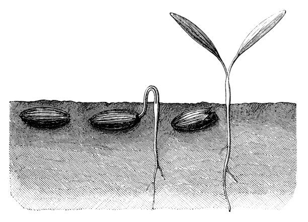 Illustration of a Special plant gum, dried is Asafoetida , or asifftea colloquially ( Ferula ASSA-foetida )