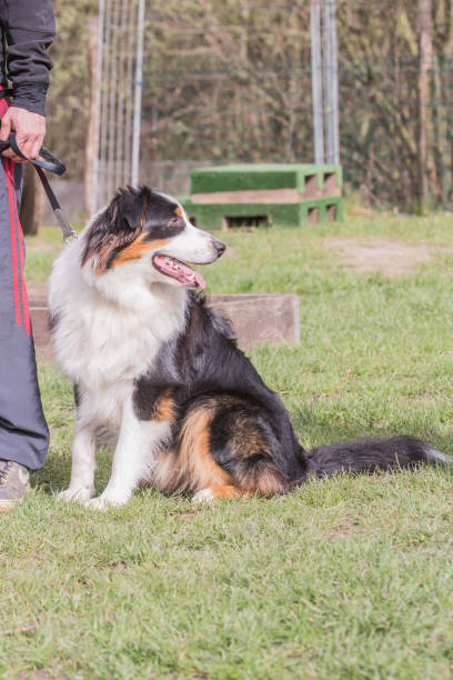istock Australian shepherd dog living in Belgium 1018700098