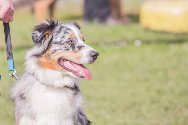 istock Australian shepherd dog living in Belgium 1018700300