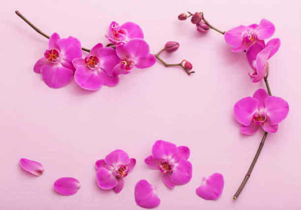 istock the beautiful orchid flowers 1018700492