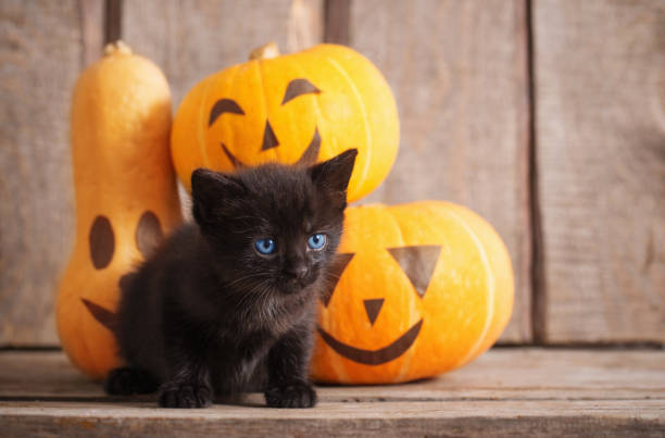 istock black little cat with halloween pumpkins 1018700518