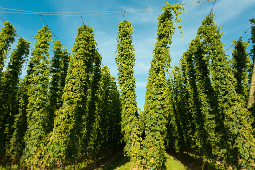 hops field in bavaria, gemany. blue sky, sideview