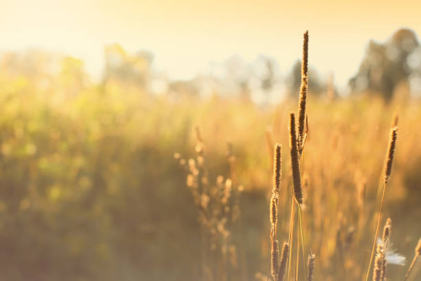 istock Autumn morning landscape in field 1018703262