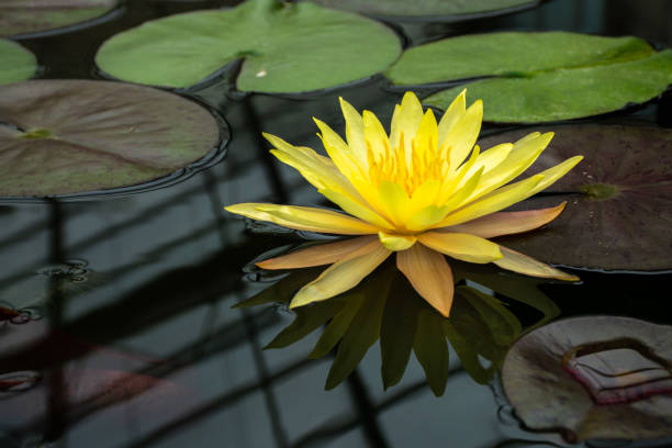 istock Beautiful yellow lotus 1018703338