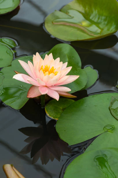 istock Beautiful light pink lotus with yellow pollen 1018703390