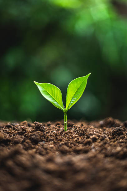 中立的な背景新鮮な緑色植物のクローズ アップで植物ツリー - seedling tree plant green ストックフォトと画像