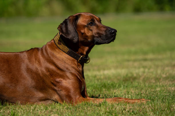 istock A beautiful Rhodesian Ridgeback lies in the green meadow 1018704062
