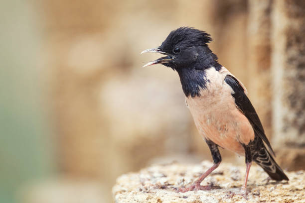 200+ Rosy Starling Stock Photos, Pictures & Royalty-Free Images - iStock
