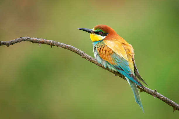 istock Colourful birds - European bee-eater (Merops apiaster) sitting on a stick. 1018713446