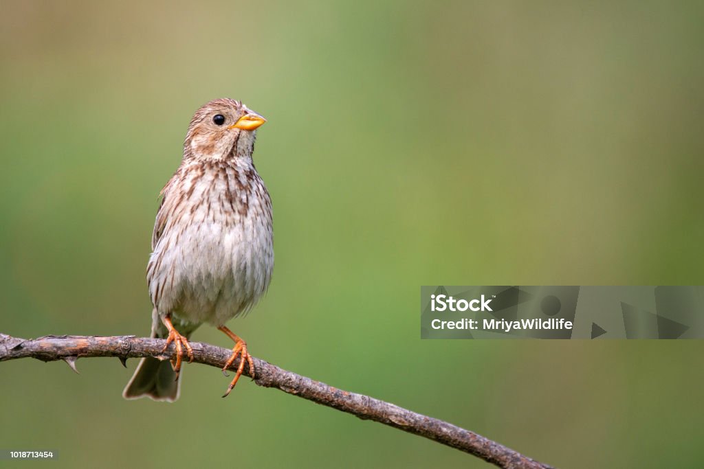 Corn Bunting ( Miliaria calandra ) seduta su un bastone su uno splendido sfondo - Foto stock royalty-free di Osservare gli uccelli