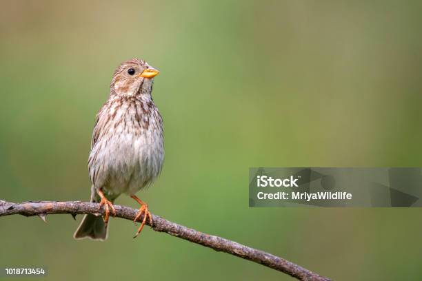 Corn Bunting Seduta Su Un Bastone Su Uno Splendido Sfondo - Fotografie stock e altre immagini di Osservare gli uccelli