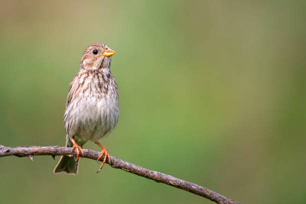 istock Corn Bunting ( Miliaria calandra ) sitting on a stick on a beautiful background 1018713454