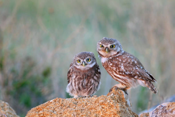 istock The little owl (Athene noctua) with his chick standing on a stone 1018713480