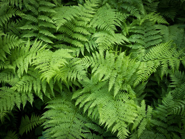 fern green vegetation background stock photo
