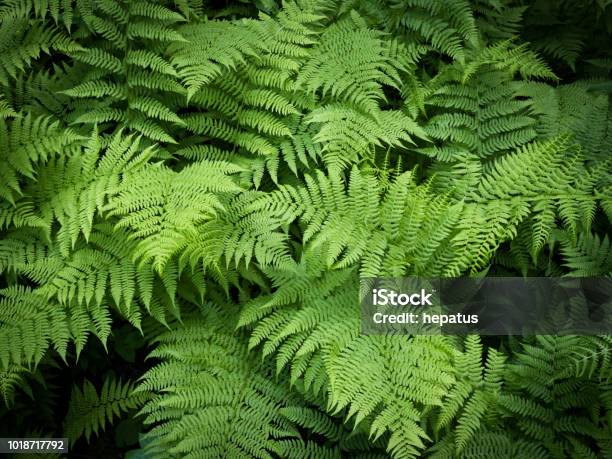 Fern Green Vegetation Background Stock Photo - Download Image Now - Fern, Backgrounds, Beauty In Nature