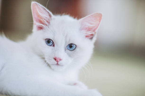 istock child of a ragdoll cat 1018717868