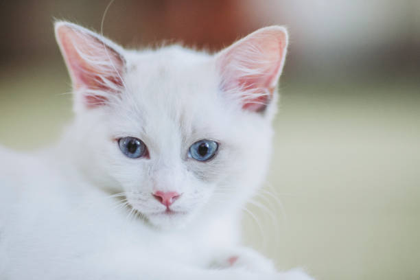 istock child of a ragdoll cat 1018717872