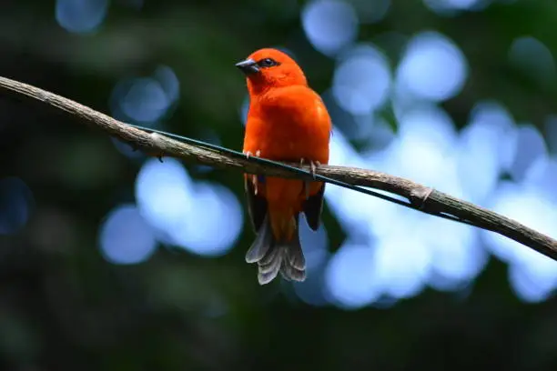 Small orange bird perched on a branch