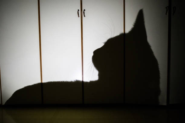 istock Cat that wants to become a tiger 1018718430