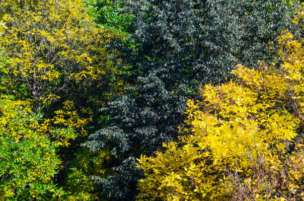 istock Forest in Autumn Colors View from Above 1018719406
