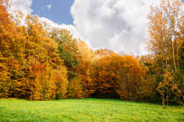istock birch grove on an autumn day 1018727570