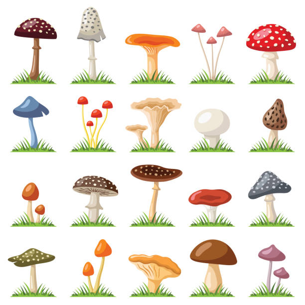 kolekcja grzybów i ropuch - edible mushroom stock illustrations
