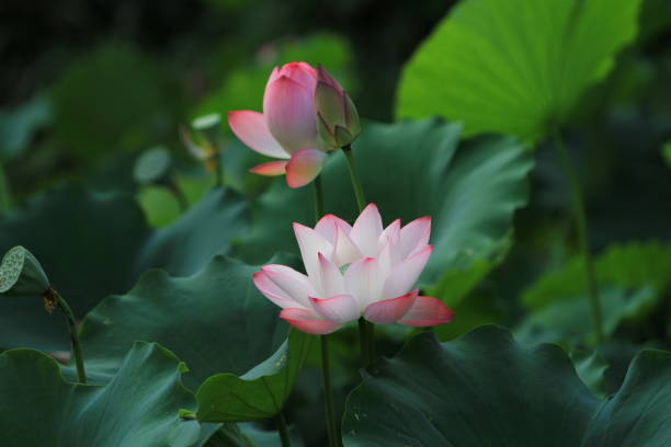 istock a Lotus flower and Lotus flower plants 1018728270