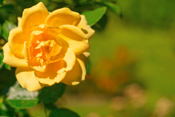 Bright rose flower blooming in the garden. Roses background. Place for text.