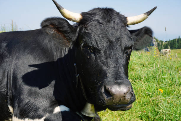 istock black slumbering cow on pasture 1018732210