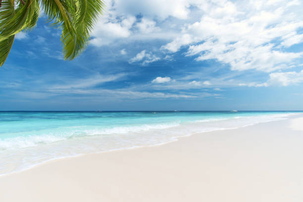 istock Summer Tropical Paradise Beach Background 1018734976