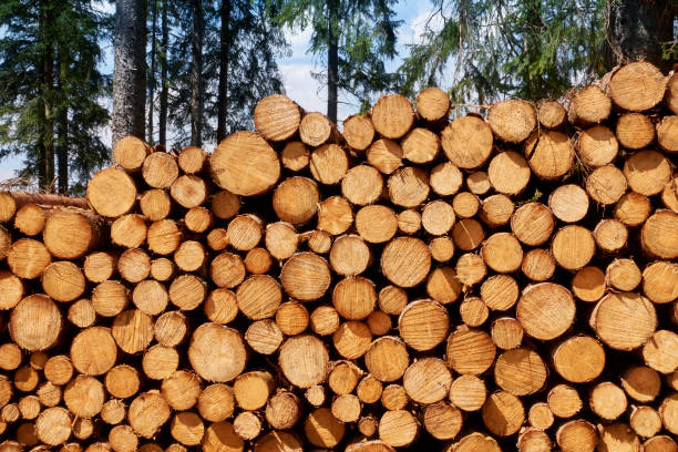 apilar registros - lumber industry tree log tree trunk fotografías e imágenes de stock
