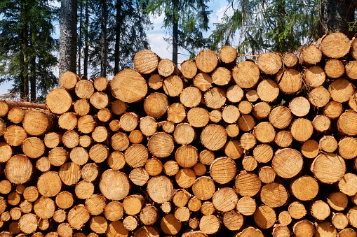 Stacked logs, trees and blue sky in the background.