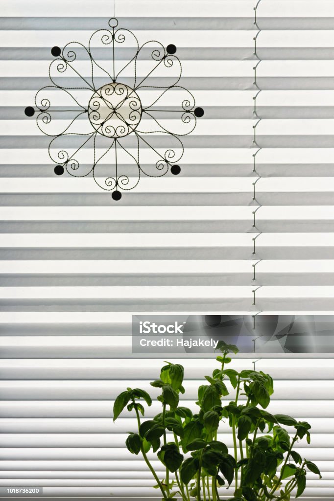 Basil in front of the window with white blind Art Stock Photo