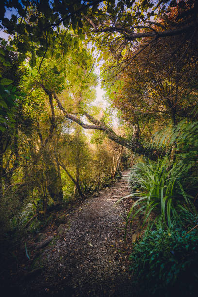 istock Fairytale woodland path through a majestic forest scene 1018742370