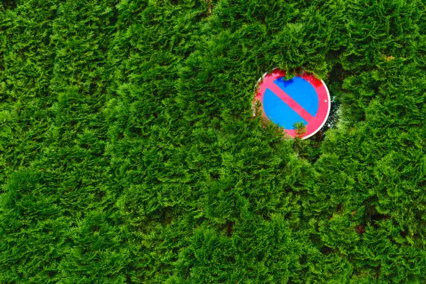 Photo of No parking sign hidden in a cypress live fence