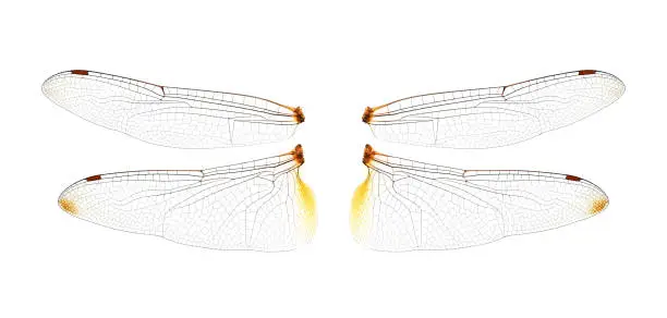 Photo of Dragonfly wings on white background