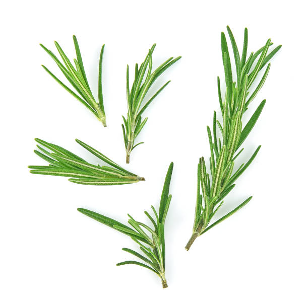istock Top view of rosemary isolated on white background 1018743504