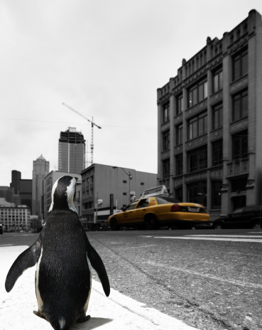 A penguin walking along a city street.