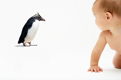 A 6-9 month baby looking at a Rockhopper penguin.