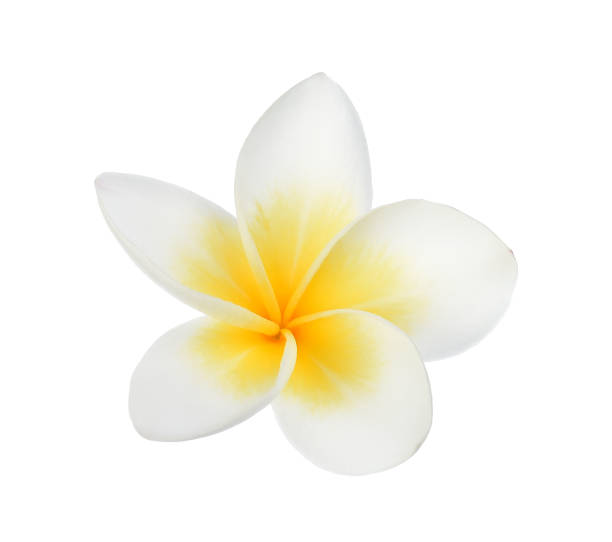 istock Frangipani flower isolated on white background 1018745688