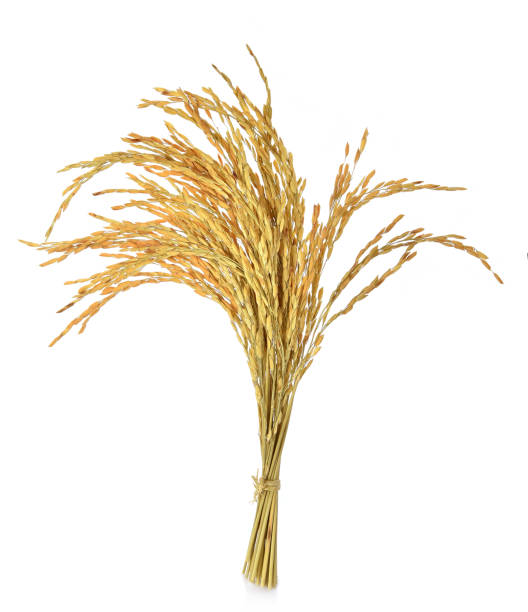 istock Ear of rice on white background 1018745700
