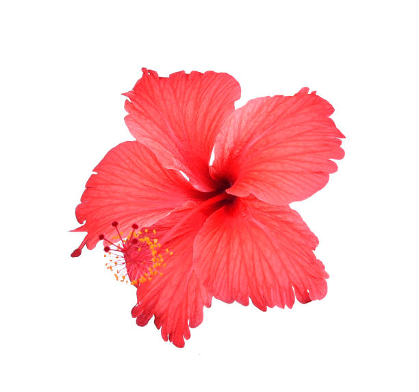istock Red hibiscus isolated on white background 1018745960