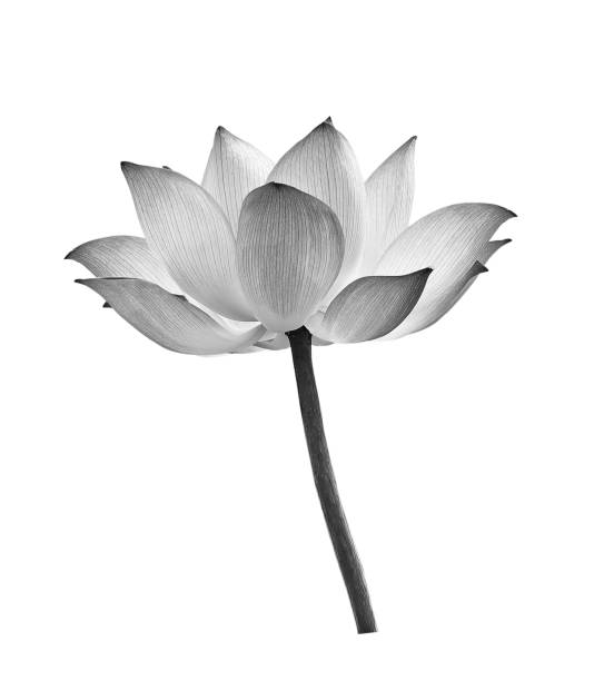 istock Black lotus flower on white background 1018745984